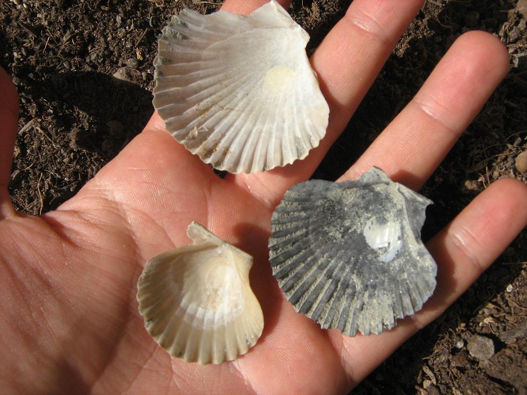 Piccoli pecten